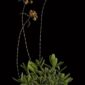 Fine Art Print Myrmecophila Brysiana Plant by Kevin G Saunders
