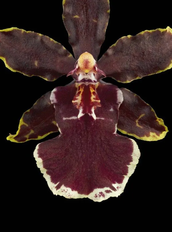Odontocidium Wildcat 'Bobcat' AM/AOS - Bloom Close