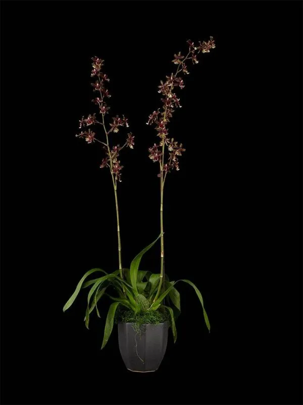 Odontocidium Wildcat 'Bobcat' AM/AOS - Plant