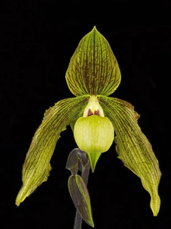 Paphiopedilum It's Doll - Bloom