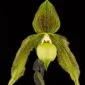 Fine Art Print Paph Its Doll Bloom by Kevin G Saunders