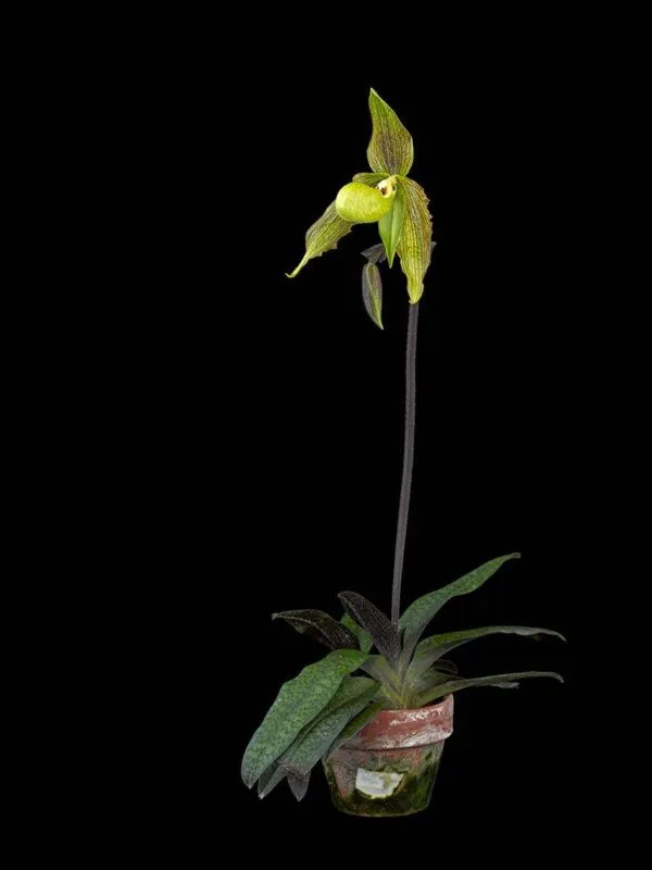 Paphiopedilum It's Doll - Plant (2nd View)