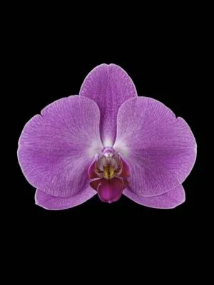 Fine Art Print Phalaenopsis Pantone Pink Bloom by Kevin G Saunders