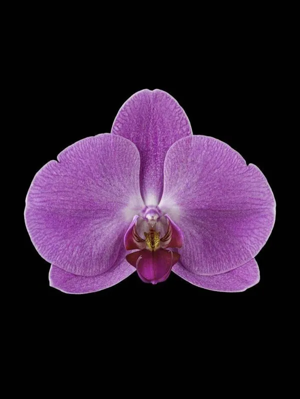 Phalaenopsis Pantone Pink - Bloom