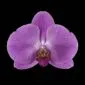 Fine Art Print Phalaenopsis Pantone Pink Bloom by Kevin G Saunders