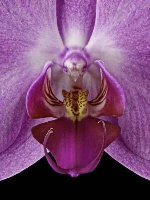 Fine Art Print Phaleonopsis Pantone Pink Bloom Close by Kevin G Saunders