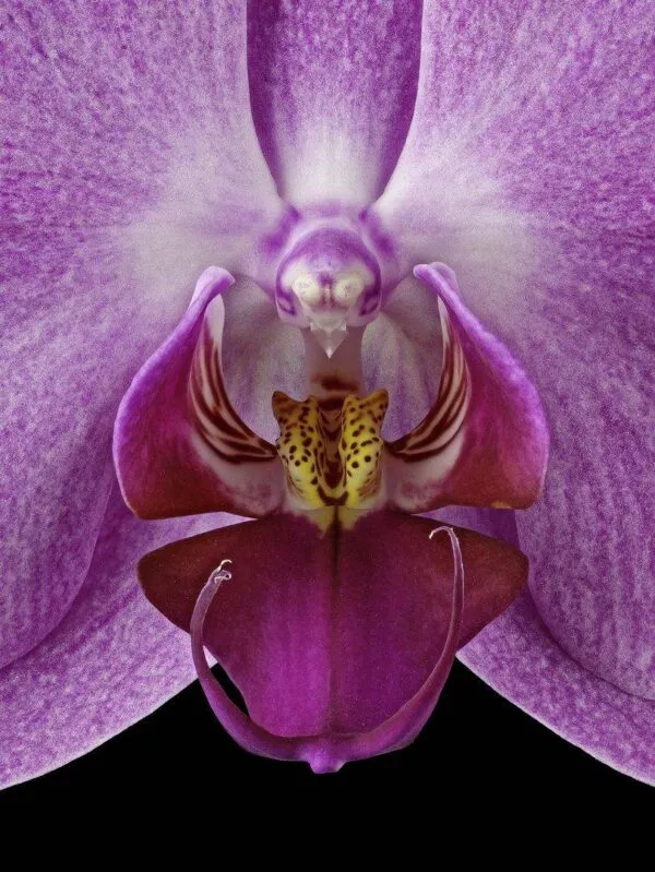 Phalaenopsis Pantone Pink - Bloom Close