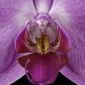 Fine Art Print Phaleonopsis Pantone Pink Bloom Close by Kevin G Saunders