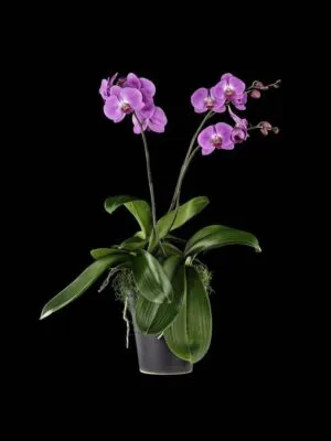 Fine Art Print Phalaenopsis Pantone Pink Plant by Kevin G Saunders