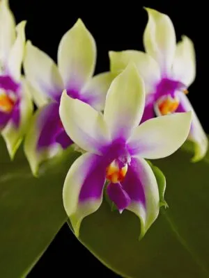 Fine Art Print Phalaenopsis Violacea Var Borneo Blooms by Kevin G Saunders