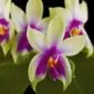 Fine Art Print Phalaenopsis Violacea Var Borneo Blooms by Kevin G Saunders