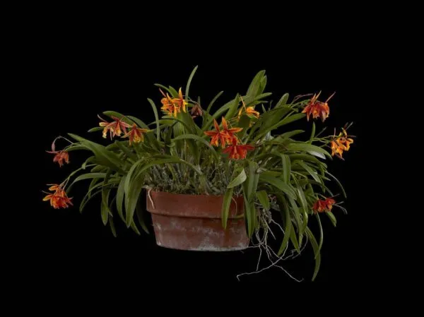 Potinara Hoku Gem 'Freckles' - Plant