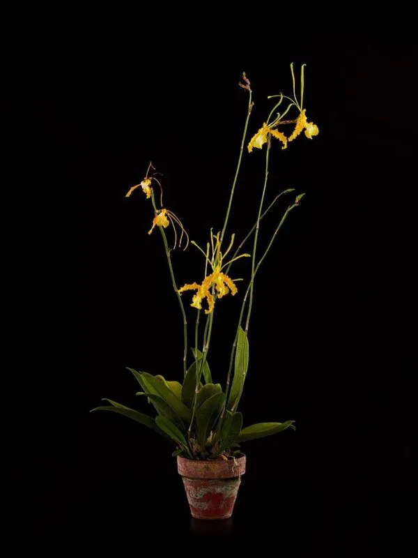 Psychopsis Papilio Var Alba 'Carmela' - Plant