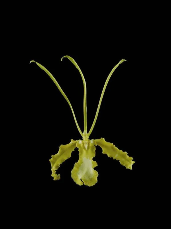 Psychopsis Papilio Var Alba 'Carmela' - Bloom