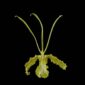 Fine Art Print Psychopsis Papilio Var alba Carmela Bloom by Kevin G Saunders