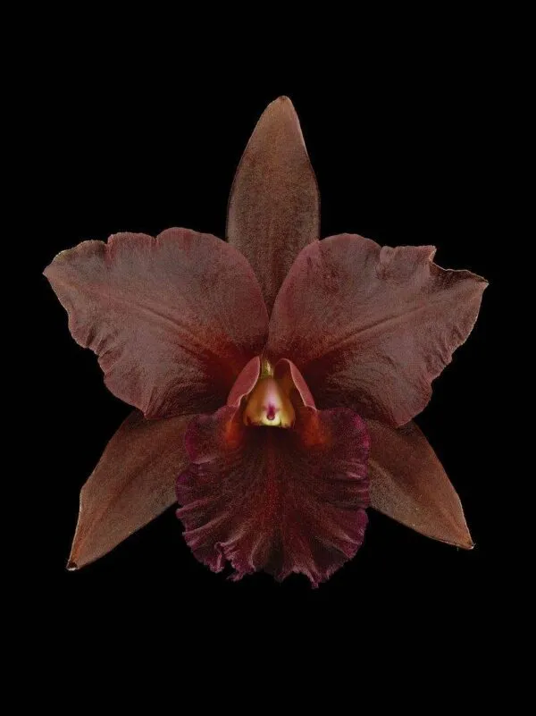 Rth. Memoria Mario Lanza - Bloom