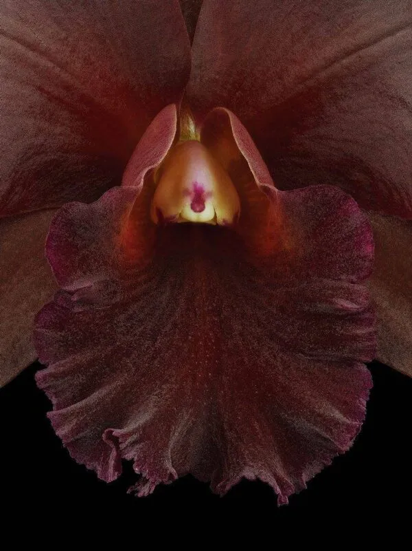 Rth. Memoria Mario Lanza - Bloom Close