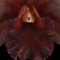 Fine Art Print Rhyncattleanthe Memoria Mario Lanza Bloom Close by Kevin G Saunders