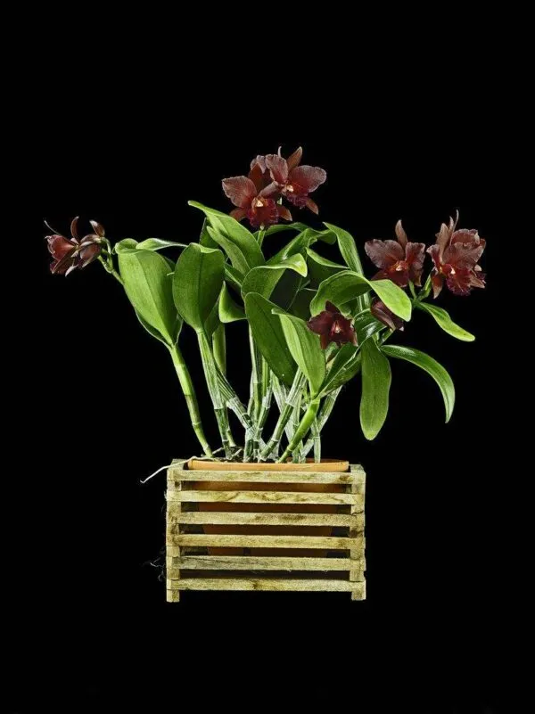 Rth. Memoria Mario Lanza - Plant