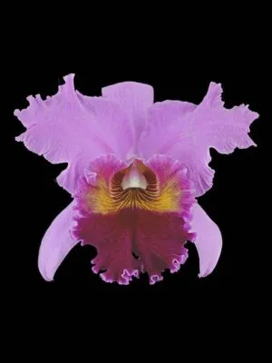 Fine Art Print Rhyncattleanthe Edwin Arthur Hausermann Bloom by Kevin G Saunders