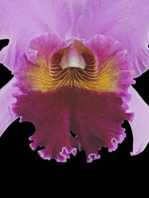 Fine Art Print Rhyncattleanthe Edwin Arthur Hausermann Bloom Close by Kevin G Saunders