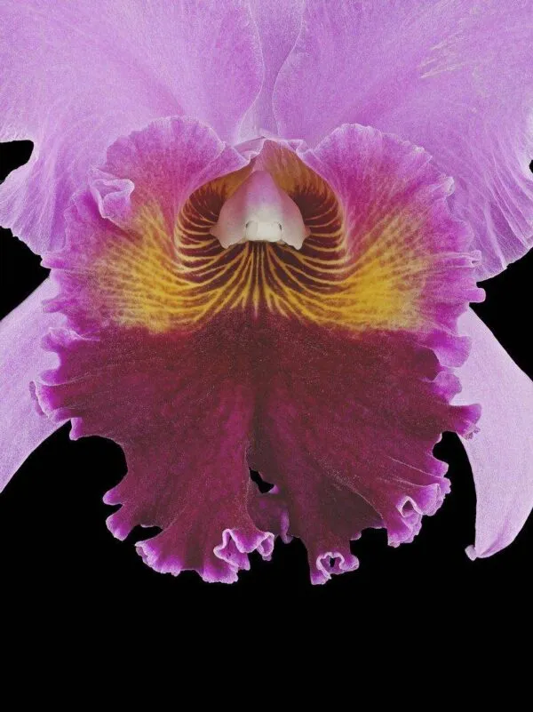 Rlc. Edwin Arthur Hausermann - Bloom Close
