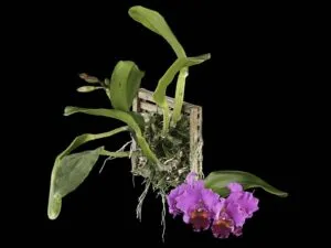 Fine Art Print Rhyncholaeliocattleya Edwin Arthur Hausermann Plant by Kevin G Saunders