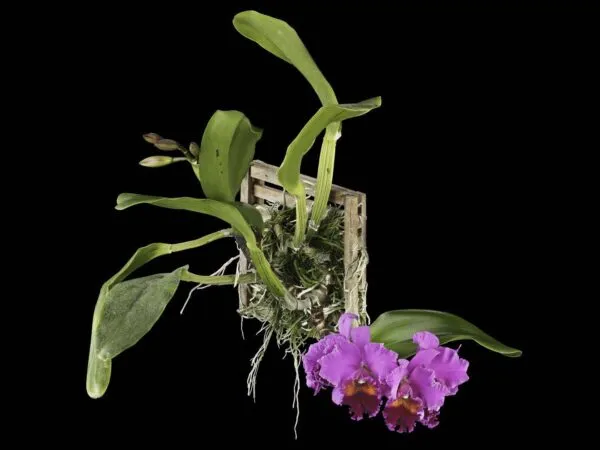 Rlc. Edwin Arthur Hausermann - Plant