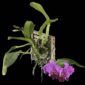 Fine Art Print Rhyncholaeliocattleya Edwin Arthur Hausermann Plant by Kevin G Saunders