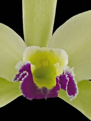 Fine Art Print Rhyncholaeliocattleya Greenwhich Elmhurst Bloom Close by Kevin G Saunders