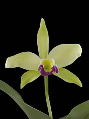 Fine Art Print Rhyncholaeliocattleya Greenwhich Elmhurst Bloom by Kevin G Saunders