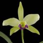 Fine Art Print Rhyncholaeliocattleya Greenwhich Elmhurst Bloom by Kevin G Saunders