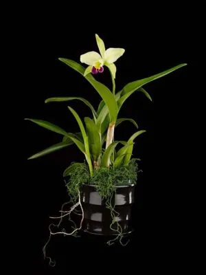 Fine Art Print Rhyncholaeliocattleya Greenwhich Elmhurst Plant by Kevin G Saunders