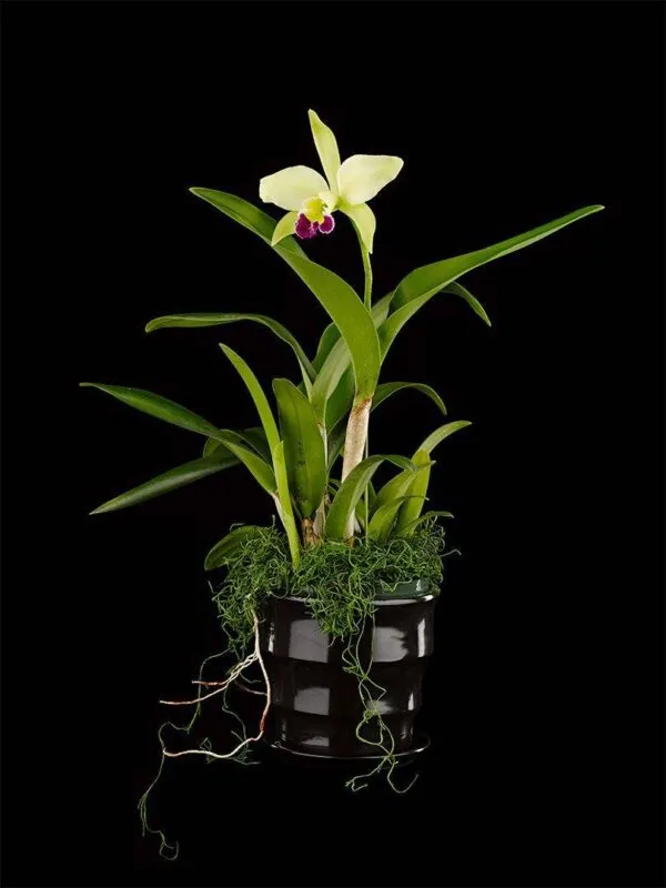 Rlc. Greenwich 'Elmhurst' - Plant