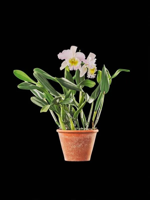 Rlc. Niña Consentida - Plant