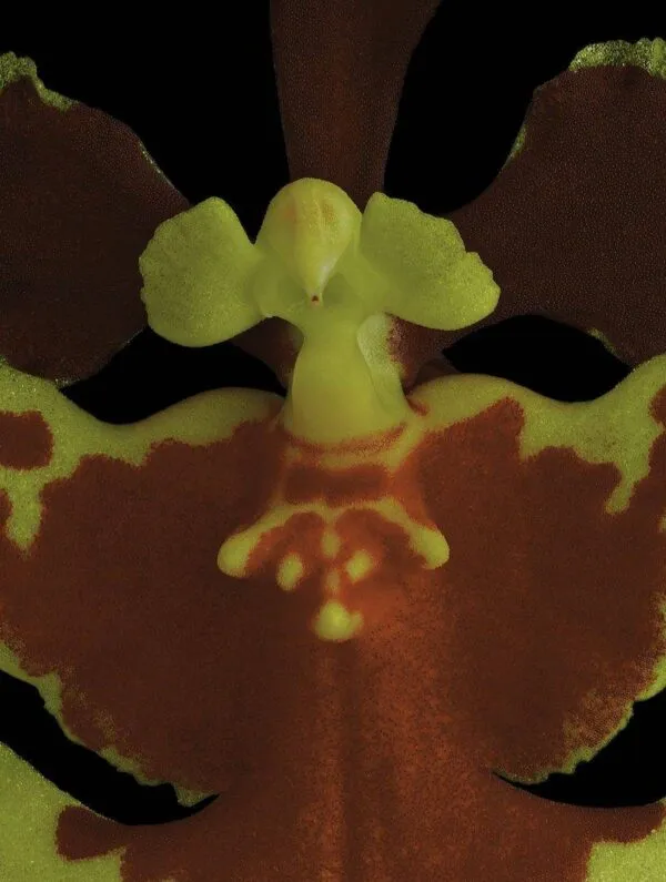 Tolumnia Golden Sunset - Bloom Close