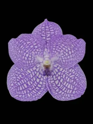 Fine Art Print Vanda Charlene Atkins Bloom by Kevin G Saunders