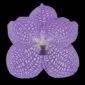 Fine Art Print Vanda Charlene Atkins Bloom by Kevin G Saunders