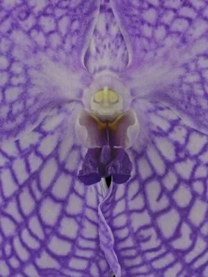 Fine Art Print Vanda Charlene Atkins Bloom Close by Kevin G Saunders