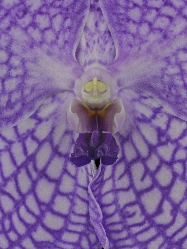 Vanda Charlene Atkins - Bloom Close