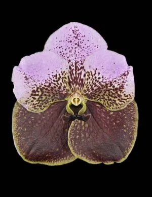Fine Art Print Vanda Crownfox Velvet Bloom by Kevin G Saunders