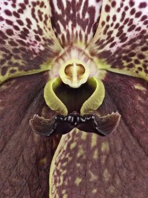Fine Art Print of Vanda Crownfox Velvet Bloom Close by Kevin G Saunders