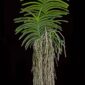 Fine Art Print of Vanda Crownfox Velvet Plant by Kevin G Saunders