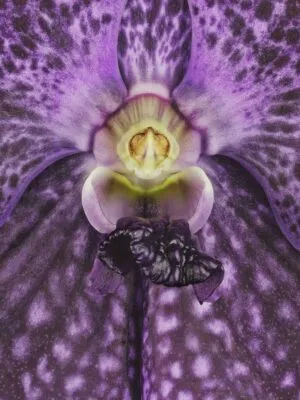 Fine Art Print Vanda Janel de Cruz Bloom Close by Kevin G Saunders