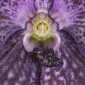 Fine Art Print Vanda Janel de Cruz Bloom Close by Kevin G Saunders