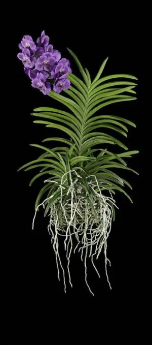 Fine Art Print Vanda Janel de Cruz Plant by Kevin G Saunders