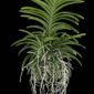 Fine Art Print Vanda Janel de Cruz Plant by Kevin G Saunders