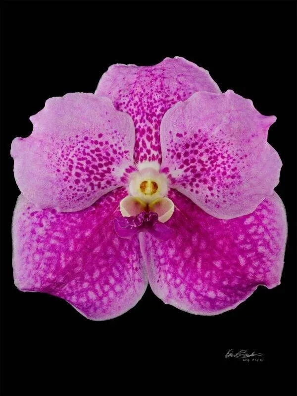 Vanda Pantone Pink - Bloom