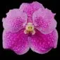 Fine Art Print Vanda Pantone Pink Bloom by Kevin G Saunders