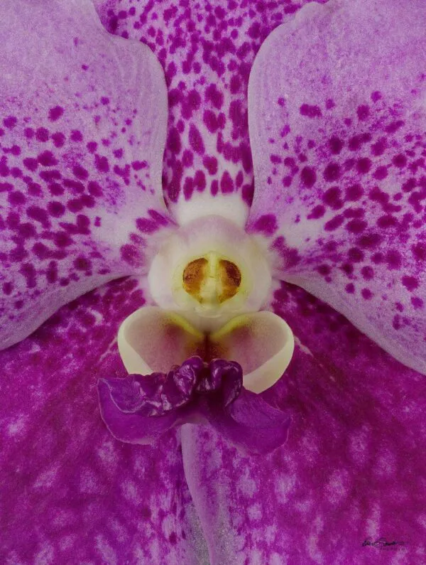 Vanda Pantone Pink - Bloom Close